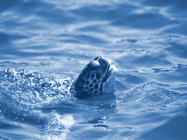 Caretta Caretta — Deniz kaplumbağası