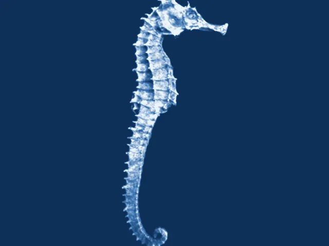 Deniz Atı — Hippocampus